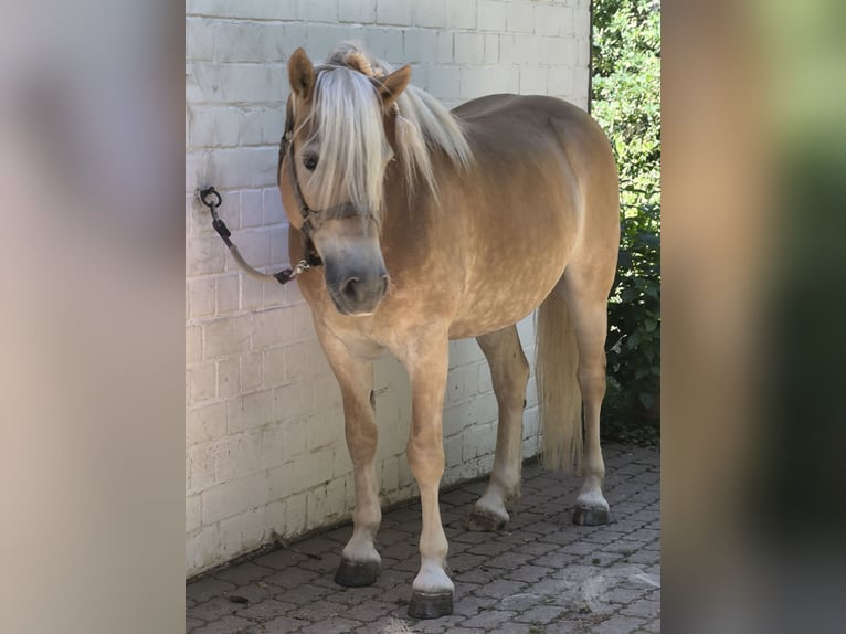 Haflinger / Avelignese Castrone 6 Anni 160 cm  in Gelnhausen