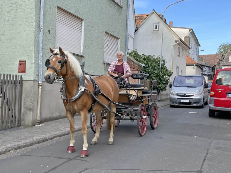 Haflinger / Avelignese Castrone 6 Anni Sauro in Buseck