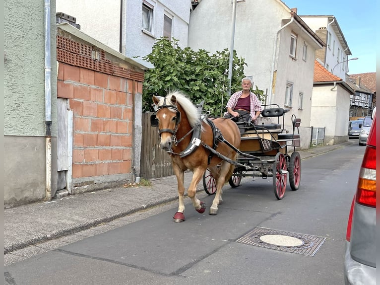 Haflinger / Avelignese Castrone 6 Anni Sauro in Buseck