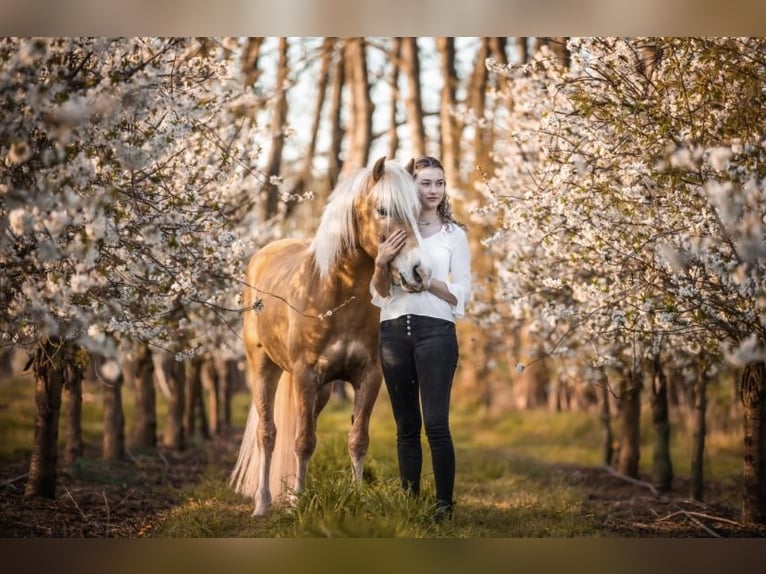 Haflinger / Avelignese Castrone 7 Anni 145 cm Sauro in Baarlo
