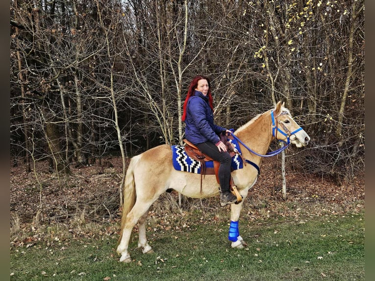 Haflinger / Avelignese Castrone 7 Anni 146 cm Sauro in Linkenbach