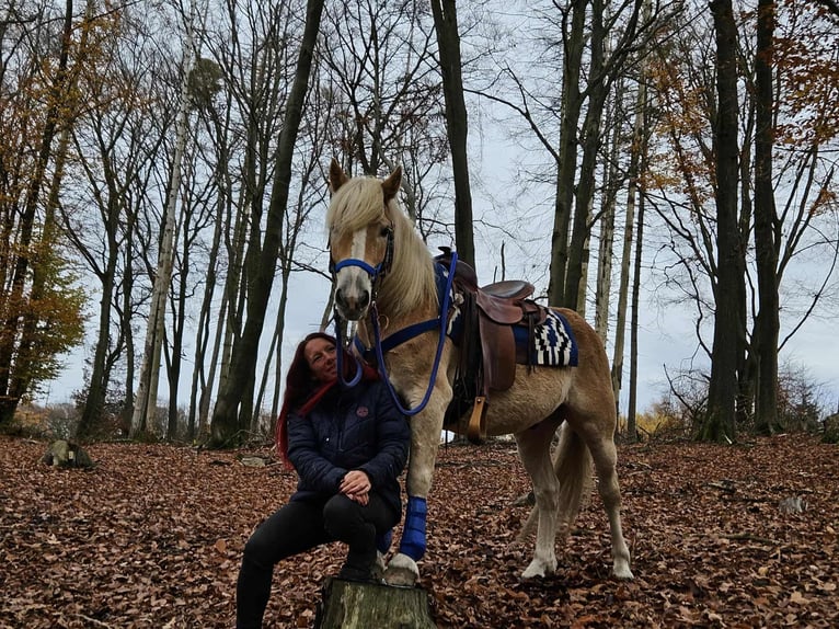 Haflinger / Avelignese Castrone 7 Anni 146 cm Sauro in Linkenbach