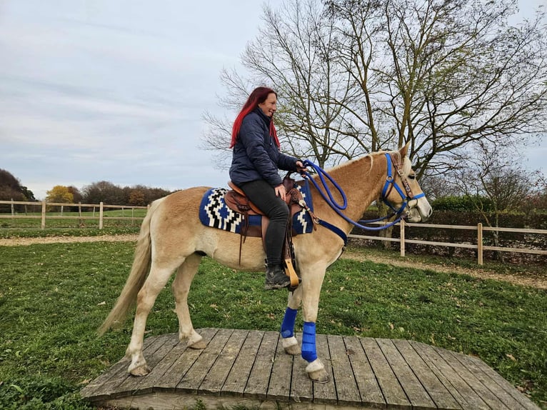 Haflinger / Avelignese Castrone 7 Anni 146 cm Sauro in Linkenbach