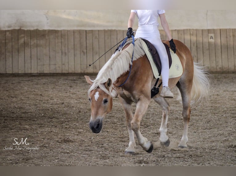 Haflinger / Avelignese Castrone 7 Anni 148 cm Sauro in Elsoff