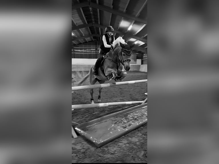 Haflinger / Avelignese Castrone 7 Anni 148 cm Sauro in Elsoff