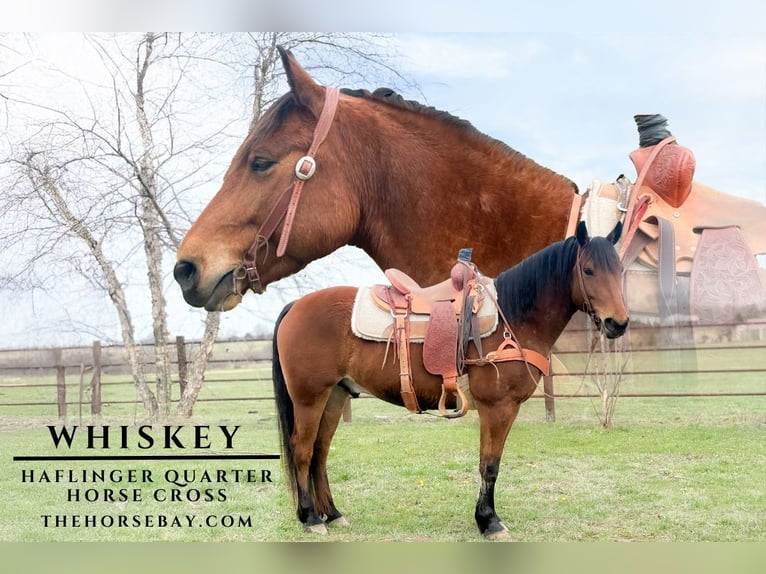 Haflinger / Avelignese Castrone 7 Anni 150 cm Baio ciliegia in Willow Springs, MO