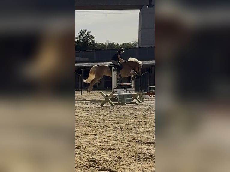 Haflinger / Avelignese Castrone 7 Anni 150 cm Champagne in Limburg an der Lahn
