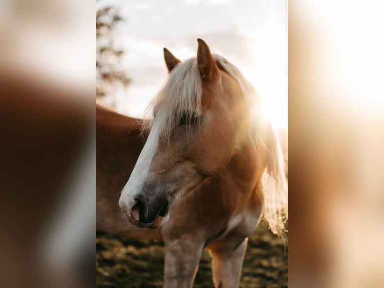 Haflinger / Avelignese Castrone 7 Anni 150 cm Sauro in Poppichl