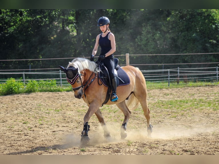Haflinger / Avelignese Castrone 7 Anni 150 cm Sauro in Mengerskirchen