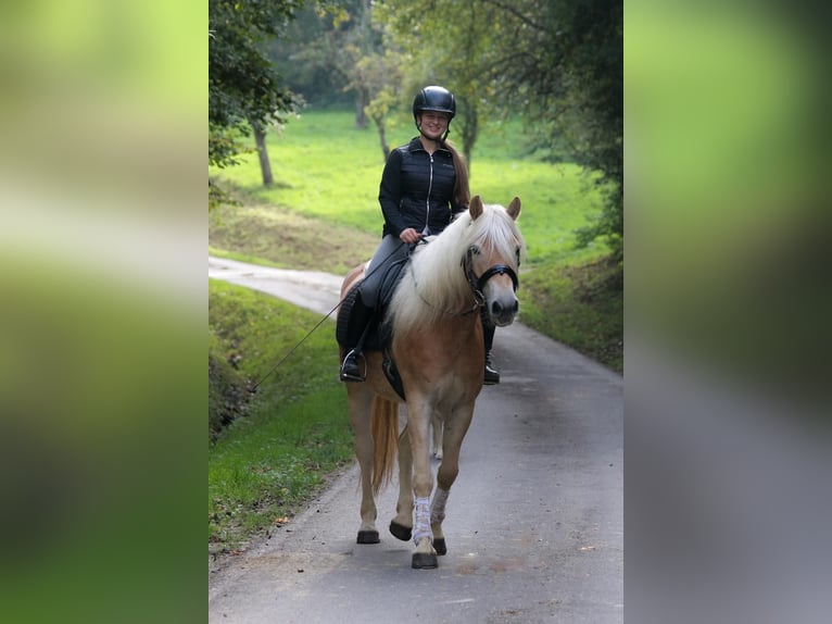 Haflinger / Avelignese Castrone 7 Anni 153 cm Baio chiaro in Merklingen