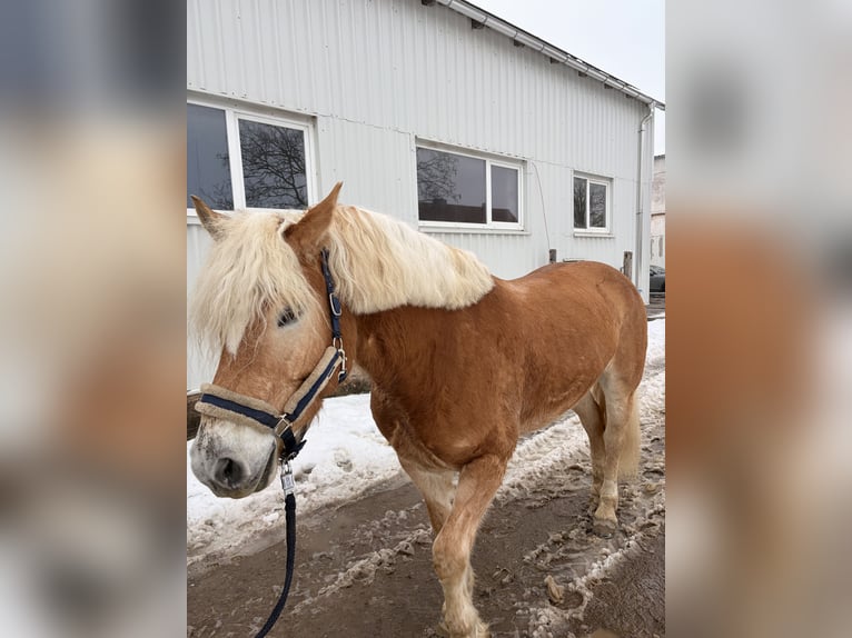 Haflinger / Avelignese Castrone 7 Anni 155 cm  in Seebergen