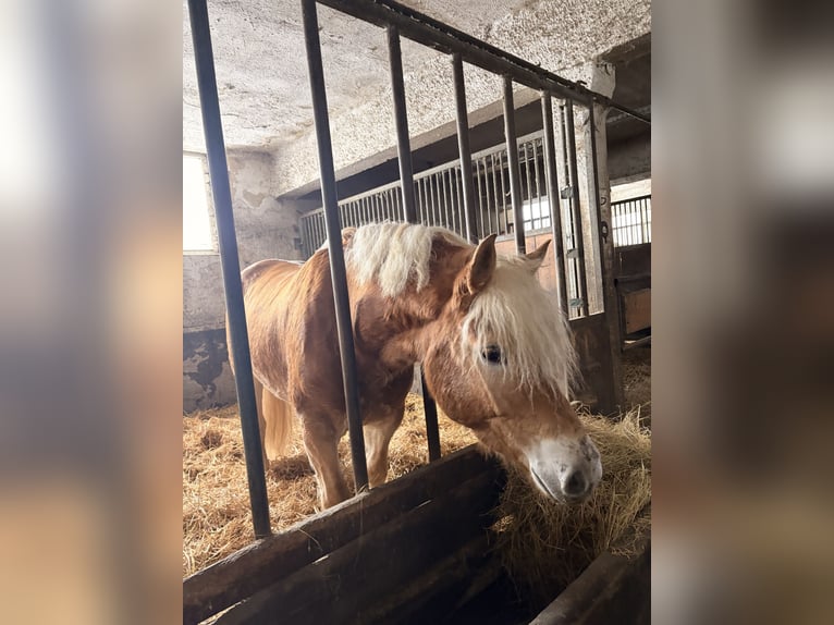 Haflinger / Avelignese Castrone 7 Anni 155 cm  in Seebergen