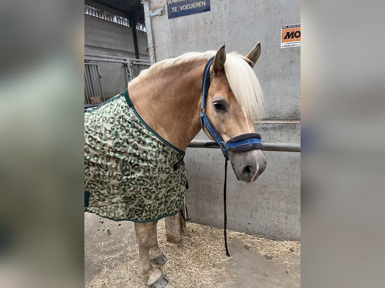 Haflinger / Avelignese Castrone 7 Anni 155 cm Sauro in Veurne