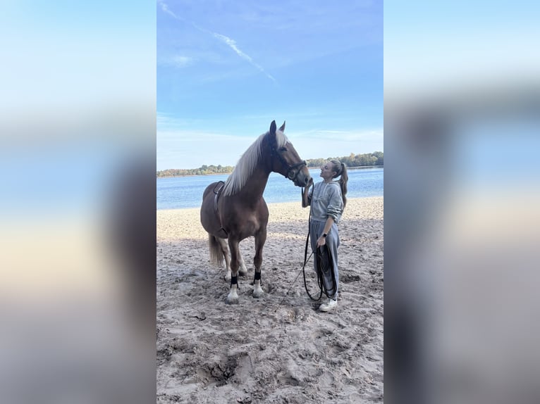 Haflinger / Avelignese Mix Castrone 7 Anni 160 cm in Breda