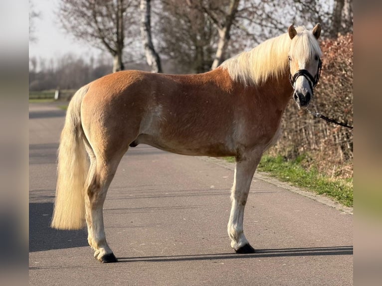 Haflinger / Avelignese Castrone 7 Anni 161 cm Palomino in Someren
