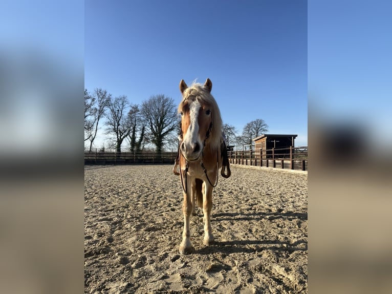 Haflinger / Avelignese Castrone 7 Anni Sauro scuro in Geetbets
