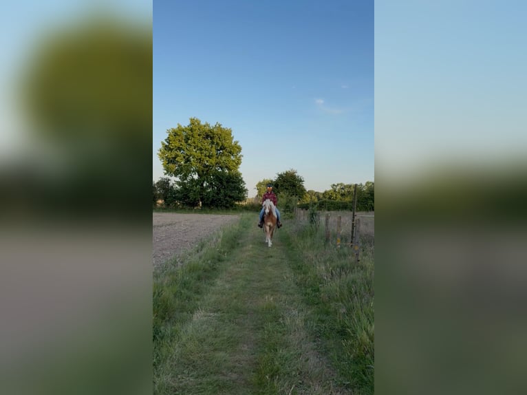 Haflinger / Avelignese Castrone 7 Anni Sauro scuro in Geetbets