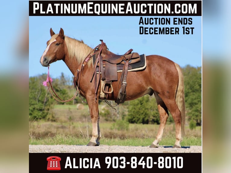 Haflinger / Avelignese Castrone 7 Anni Sauro scuro in cANTON tx