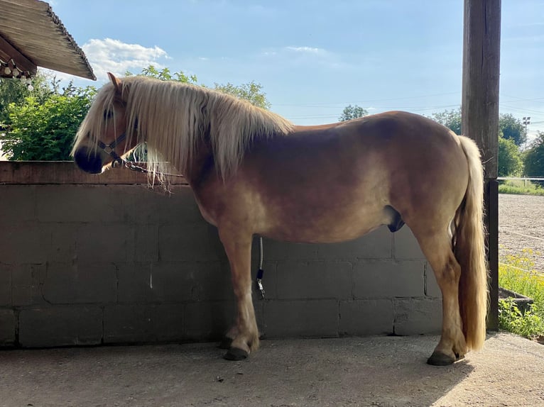 Haflinger / Avelignese Castrone 8 Anni 143 cm  in Lampertheim