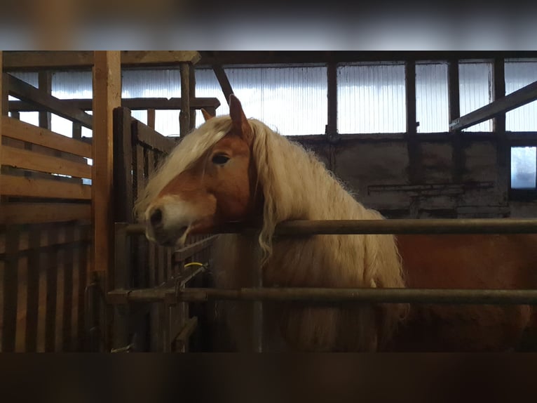 Haflinger / Avelignese Castrone 8 Anni 147 cm Sauro ciliegia in Langwedel