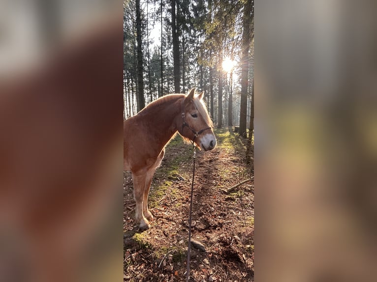 Haflinger / Avelignese Castrone 8 Anni 152 cm Sauro in Buchholz in der Nordheide
