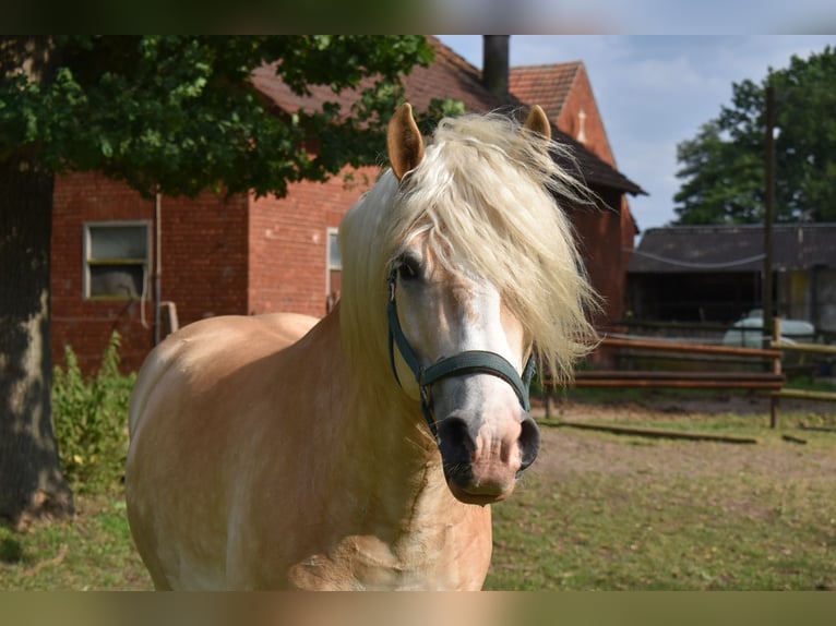 Haflinger / Avelignese Castrone 8 Anni 153 cm Sauro in Telgte