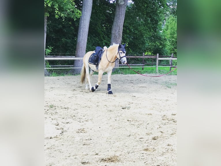Haflinger / Avelignese Castrone 8 Anni 153 cm Sauro in Telgte