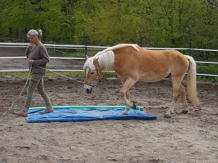 Haflinger / Avelignese Castrone 8 Anni 154 cm Baio chiaro in Rheurdt