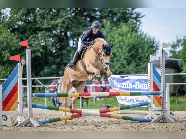 Haflinger / Avelignese Castrone 8 Anni 154 cm  in Altenstadt