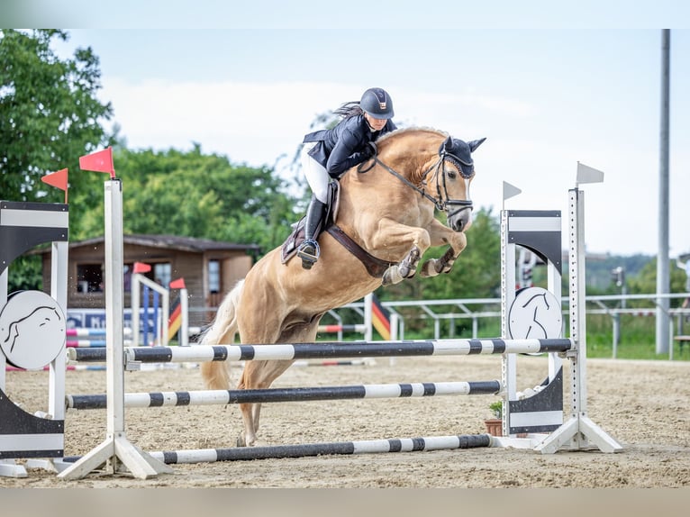 Haflinger / Avelignese Castrone 8 Anni 154 cm  in Altenstadt