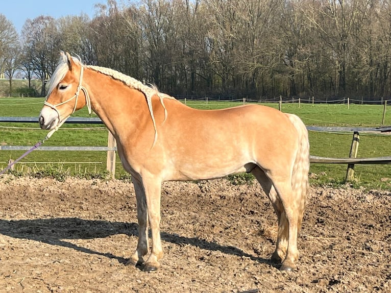 Haflinger / Avelignese Castrone 8 Anni 154 cm  in Den Dungen