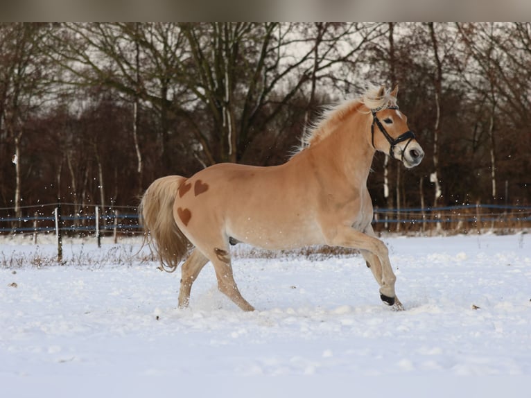 Haflinger / Avelignese Castrone 8 Anni 154 cm  in Den Dungen