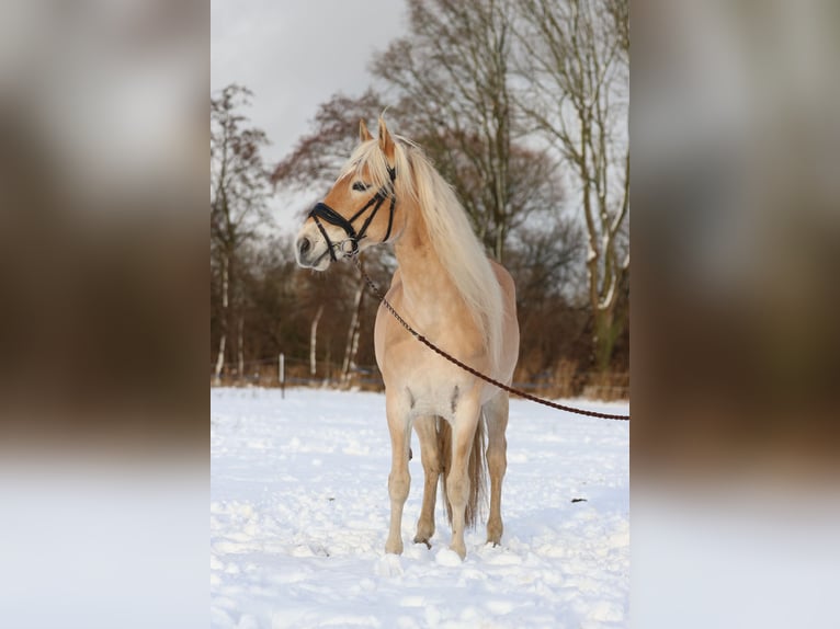 Haflinger / Avelignese Castrone 8 Anni 154 cm  in Den Dungen