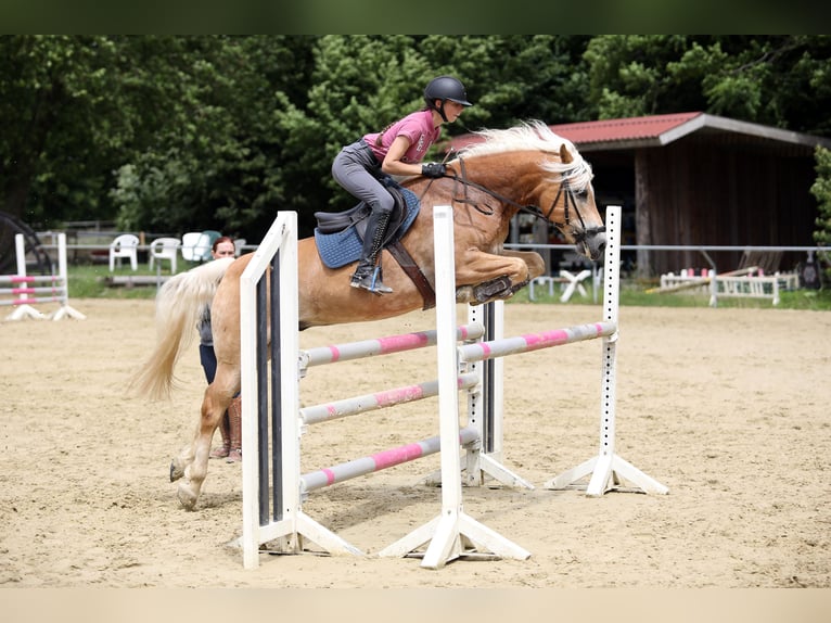 Haflinger / Avelignese Castrone 8 Anni 156 cm  in Altenstadt