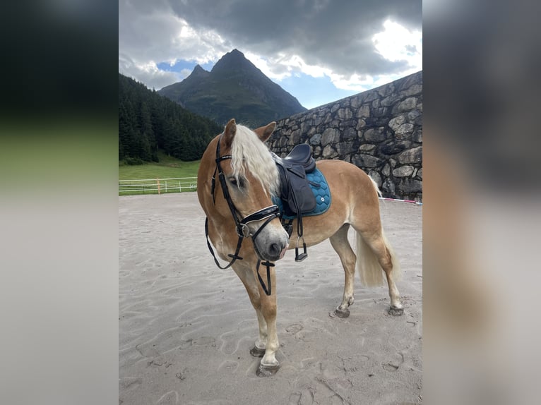 Haflinger / Avelignese Castrone 8 Anni 156 cm Sauro in Galt&#xFC;r