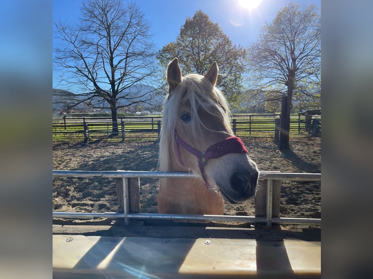 Haflinger / Avelignese Castrone 8 Anni 160 cm  in Reutte