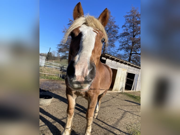 Haflinger / Avelignese Mix Castrone 8 Anni 160 cm Sauro in Oberkirch