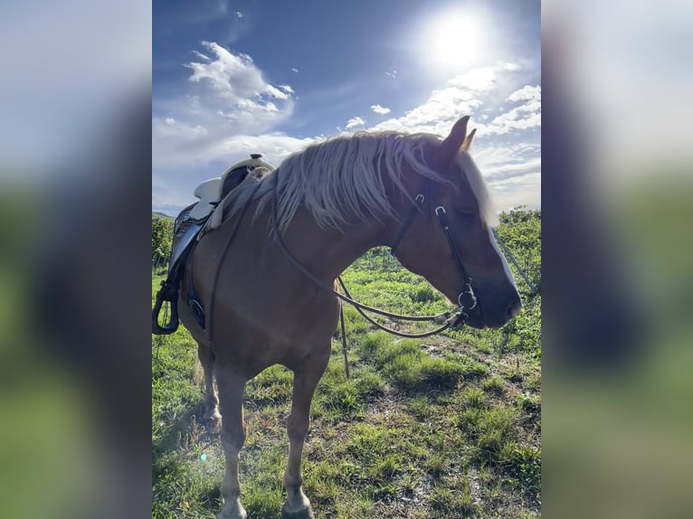 Haflinger / Avelignese Mix Castrone 8 Anni 160 cm Sauro in Oberkirch