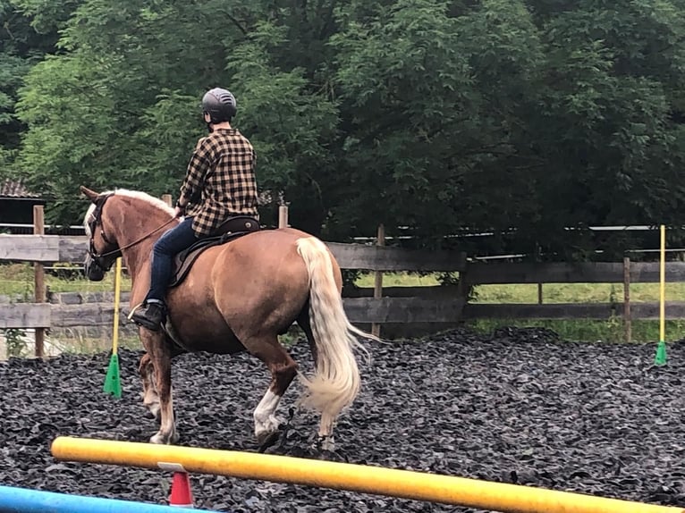 Haflinger / Avelignese Mix Castrone 8 Anni 160 cm Sauro in Oberkirch
