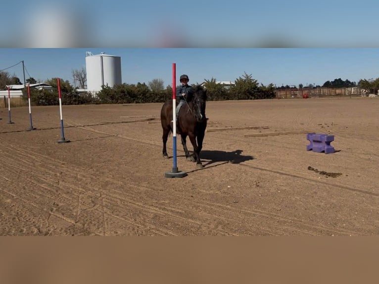 Haflinger / Avelignese Mix Castrone 8 Anni Morello in Canyon, TX