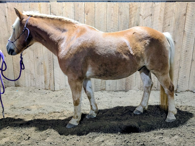 Haflinger / Avelignese Castrone 9 Anni 140 cm Sauro ciliegia in Naples