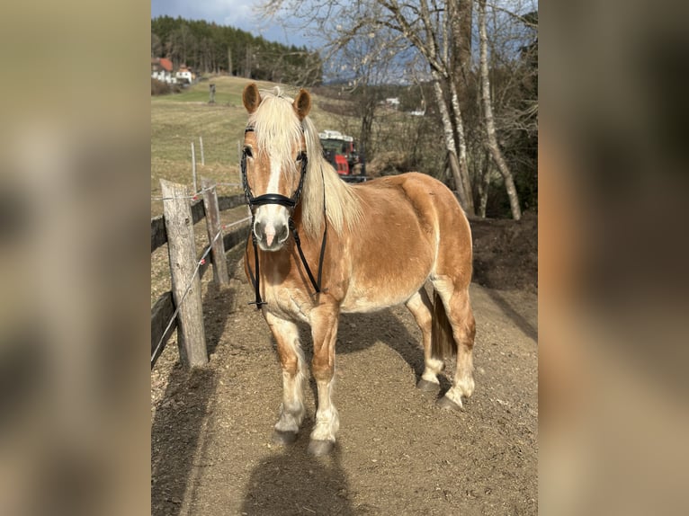 Haflinger / Avelignese Castrone 9 Anni 148 cm Sauro in Feldkirchen