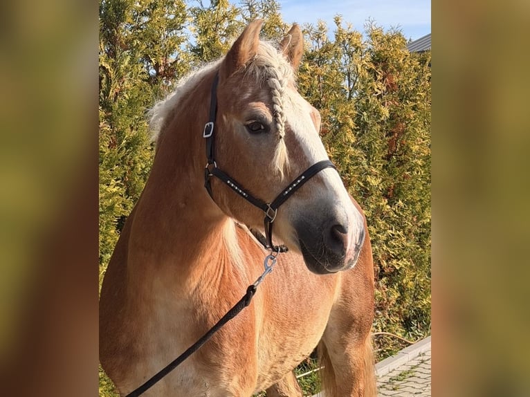 Haflinger / Avelignese Castrone 9 Anni 149 cm Sauro in Nettetal