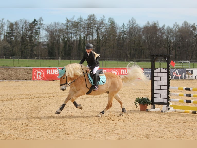 Haflinger / Avelignese Castrone 9 Anni 150 cm Sauro in Mamming Haflinger / Avelignese Castrone 9 Anni 150 cm Sauro in Mamming