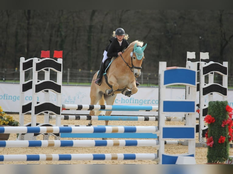 Haflinger / Avelignese Castrone 9 Anni 150 cm Sauro in Mamming Haflinger / Avelignese Castrone 9 Anni 150 cm Sauro in Mamming