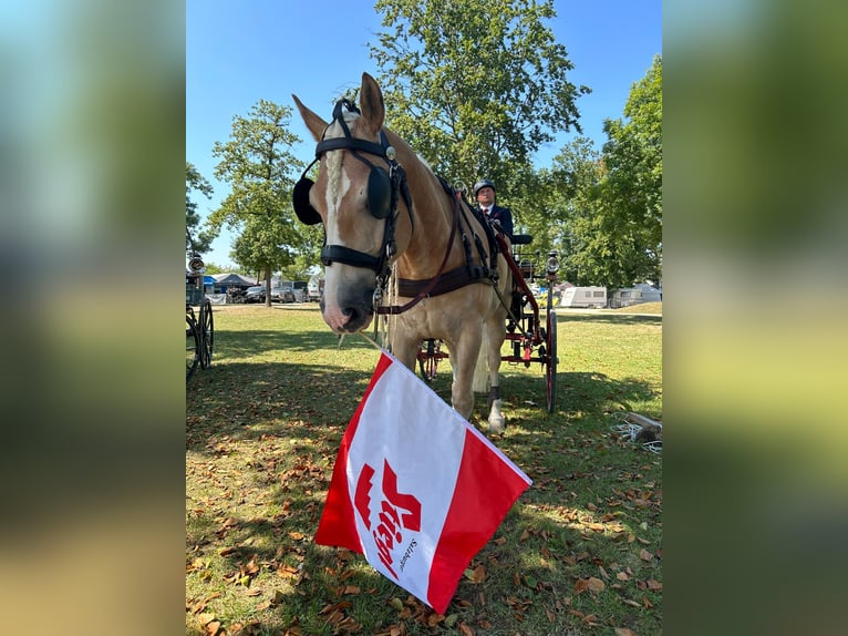 Haflinger / Avelignese Castrone 9 Anni 152 cm in Zistersdorf