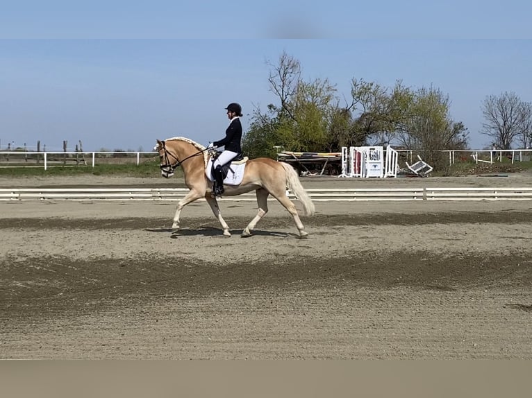 Haflinger / Avelignese Castrone 9 Anni 152 cm in Zistersdorf
