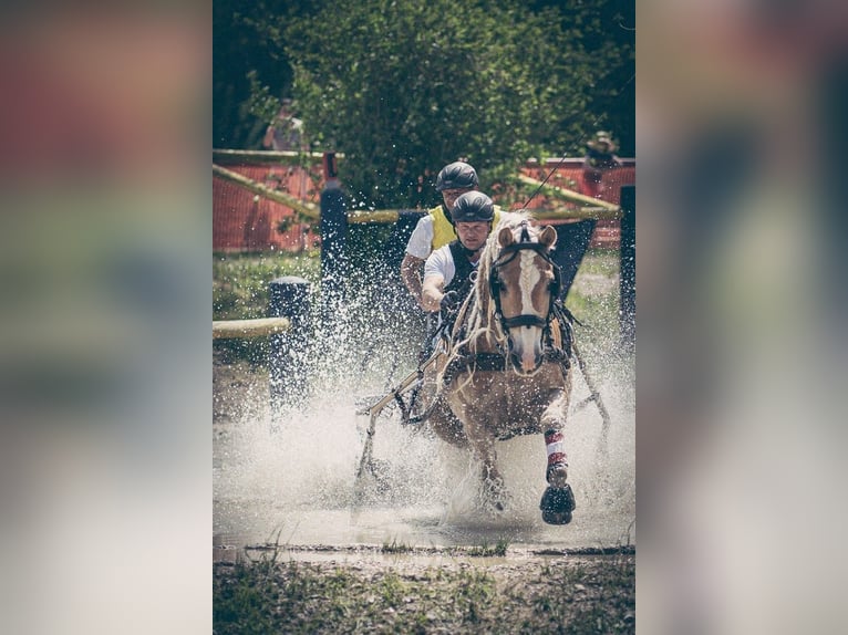 Haflinger / Avelignese Castrone 9 Anni 152 cm in Zistersdorf