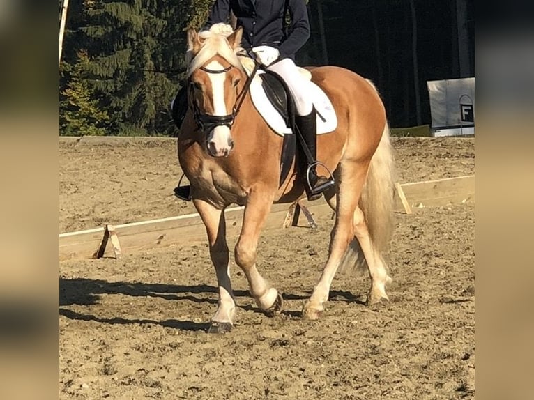 Haflinger / Avelignese Castrone 9 Anni 152 cm Sauro in Vogau