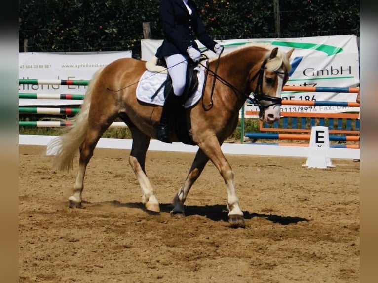 Haflinger / Avelignese Castrone 9 Anni 152 cm Sauro in Vogau